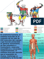 Sistema muscular: funciones y tipos de músculos