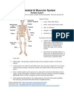 Skeletal and Muscular System Fact Sheet