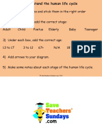 Human Life Cycle (Worksheet)