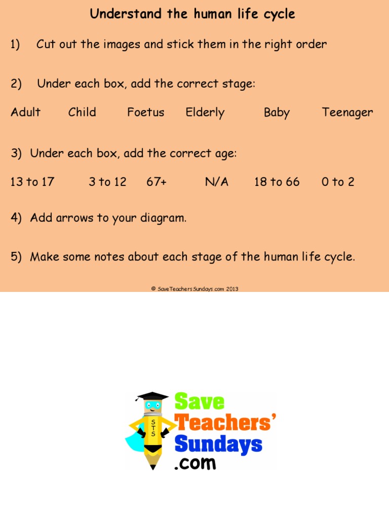 Human Life Cycle Stages Worksheet | PDF