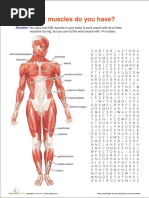 Muscle Anatomy