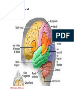 Imagen Corteza Cerebral