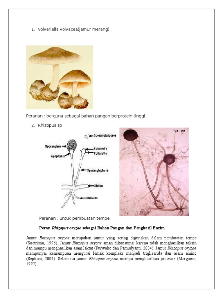 Jamur Yang Digunakan Untuk Membuat Tempe Enak