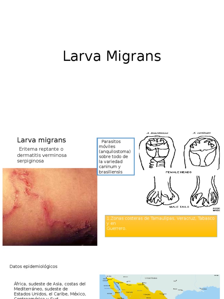 Larva Migrans | PDF | Especialidades Medicas | Medicina