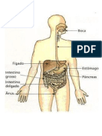 AP Digestivo