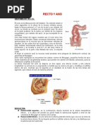 Anatomía y Fisiología Anorectal | PDF | Recto | Sistema digestivo
