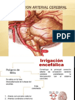 Circulacion Arterial Cerebral