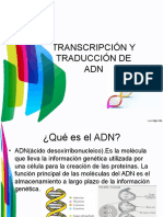 Transcripción y Traducción Del ADN