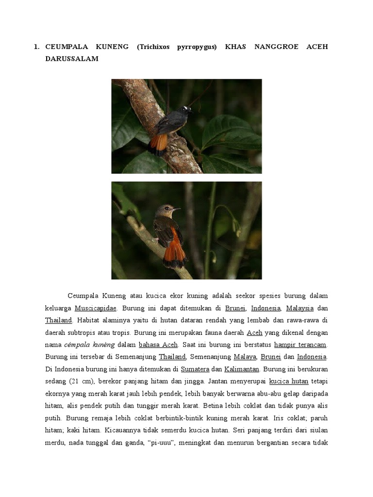 Ceumpala Kuneng | PDF