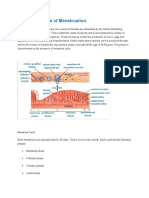 Different Phases of Menstruation