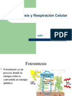 biologia_fotosintesis