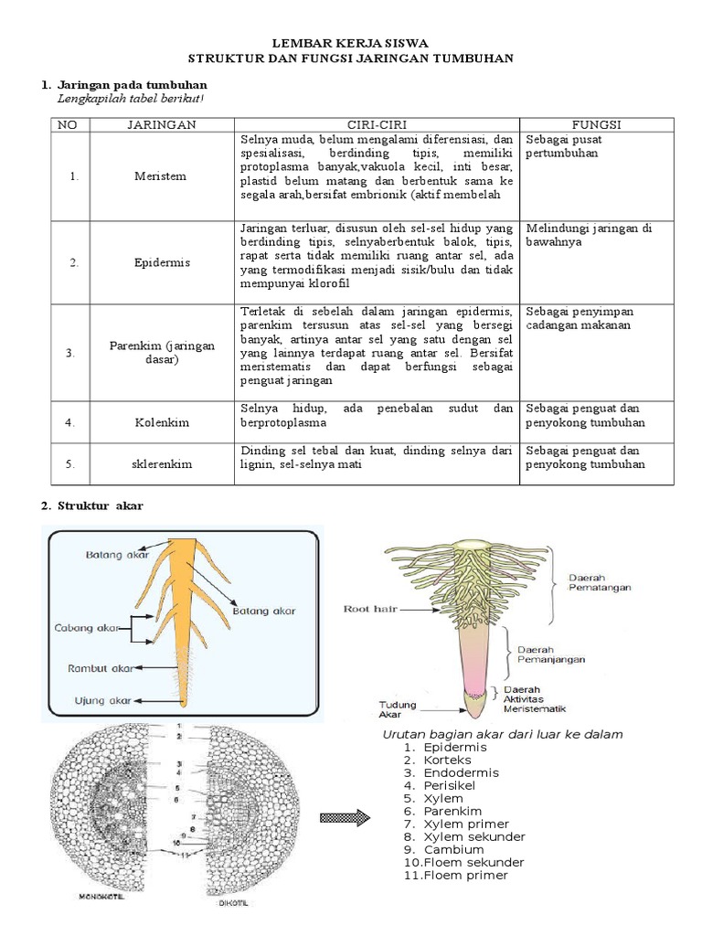  Lks  Struktur Dan  Fungsi Jaringan  Tumbuhan  Kelas 8 Pdf