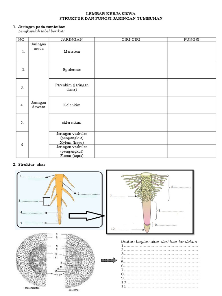 Lembar Kerja Siswa Struktur Jaringan Tumbuhan