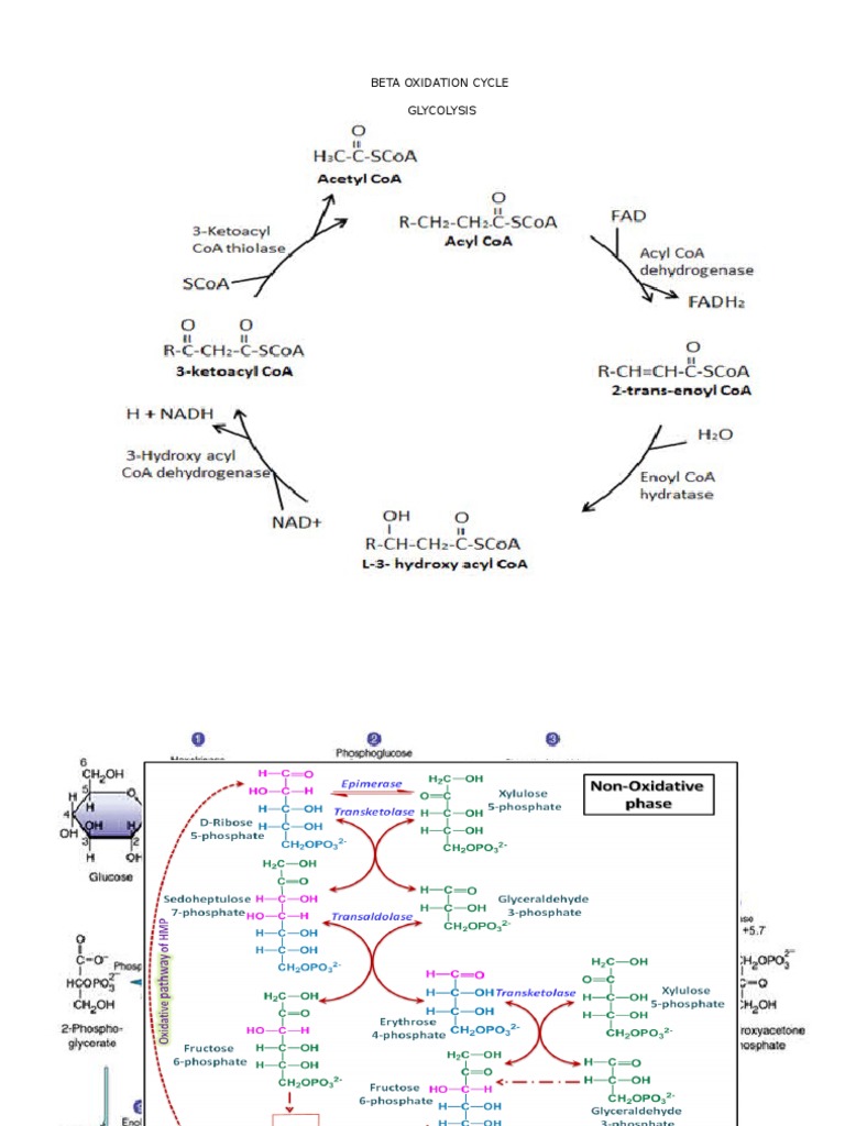 Beta Oxidation Cycle PDF