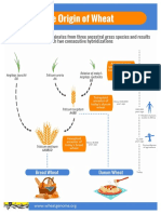 IWGSC Infographic_origin of Wheat