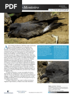 Aves Marinhas Painho de Monteiro