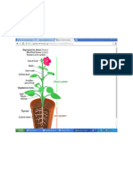 plant systems general.docx