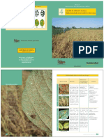 Enfermedades de la soya: identificación y control