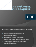 M. Umarului-M. Bratului