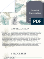 Zebrafish Gastrulation
