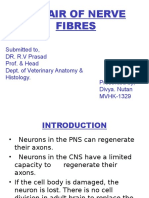 Repair of Nerve Fibres