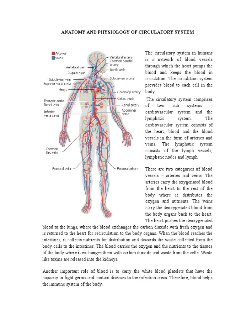 Anatomy and Physiology of Circulatory System | Circulatory System | Blood
