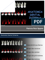 Anatomia interna dos dentes: características e variações