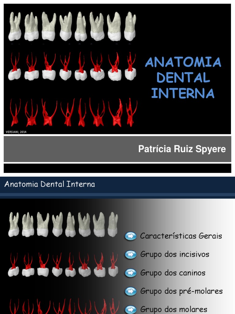 Anatomia Dental Interna - Endo | Dente | Anatomia Dentária