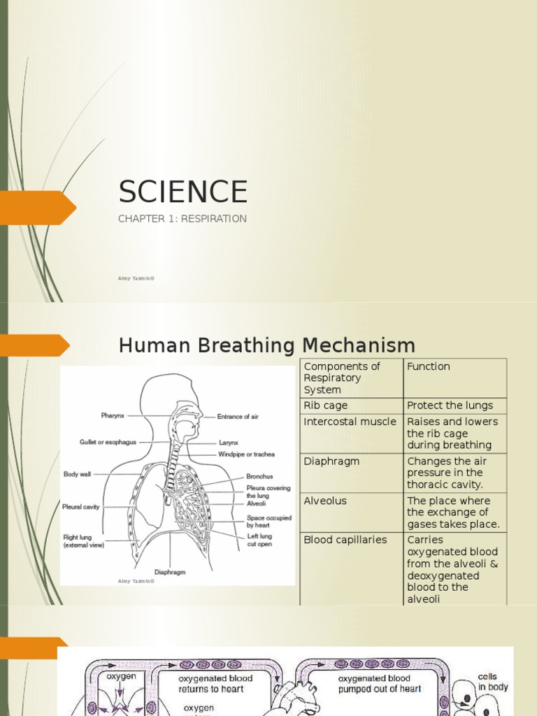 Human Breathing Mechanism Explained | PDF