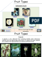 Fruit Types de His Cent