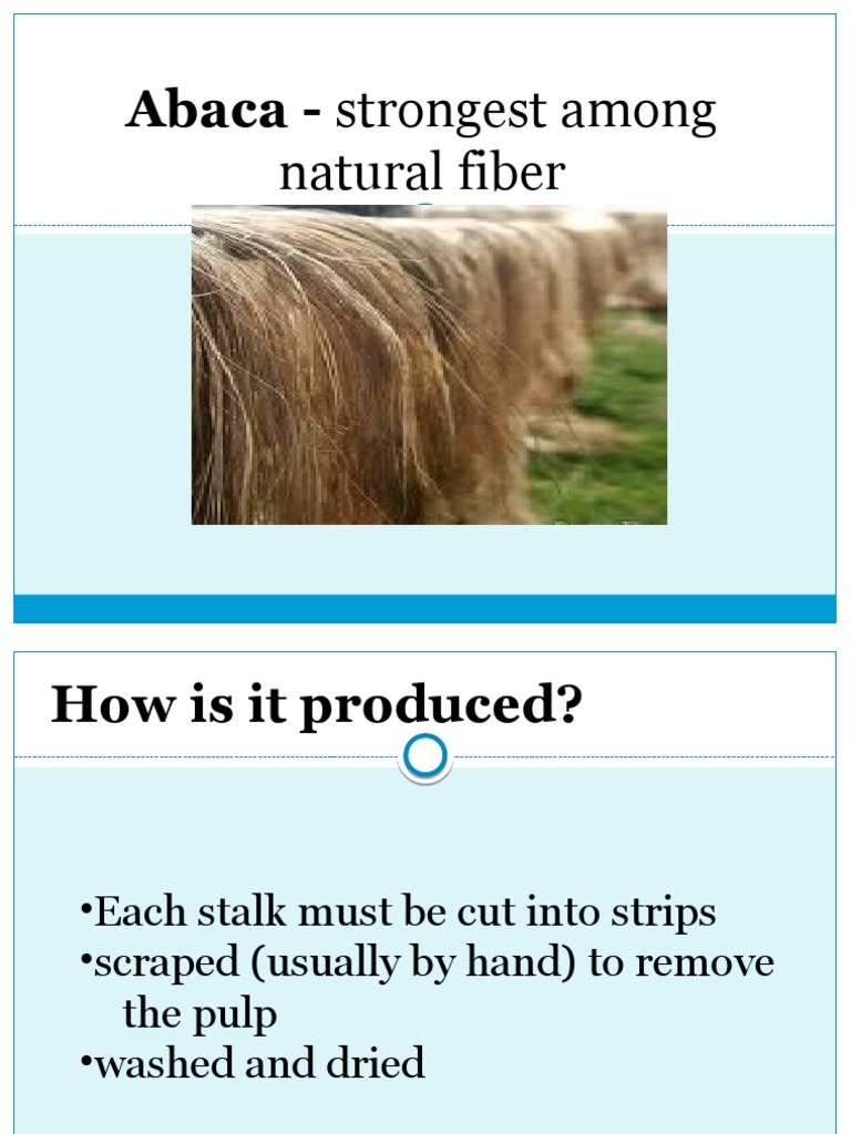 Abaca Fiber: Production and Uses | PDF | Wellness | Technology ...