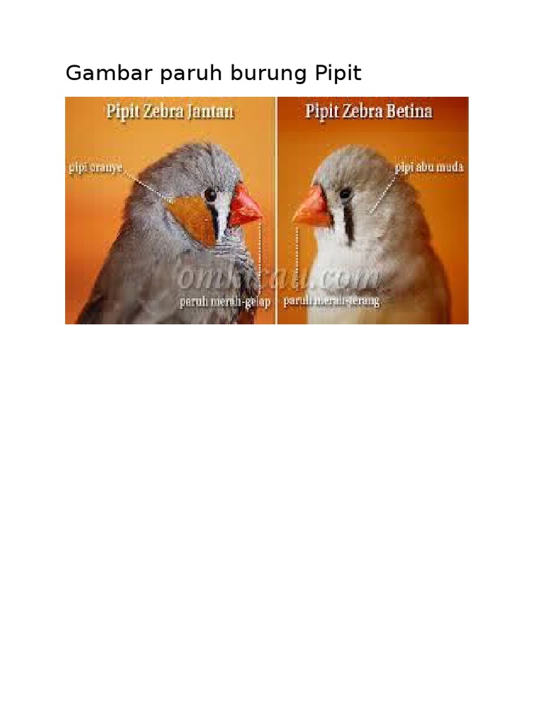 Gambar Gambar Paruh Burung Pipit Zebra Di Rebanas Rebanas