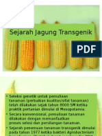 Sejarah Jagung Transgenik.pptx