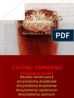 Cacing Tambang A