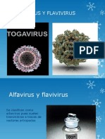 FLAVIVIRUS