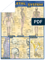 Skeletal System Reference Guide - (Malestrom).pdf