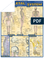 Skeletal System Reference Guide - (Malestrom) PDF