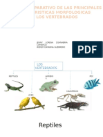 Estudio Comparativo Morfoplogia Vertebrados