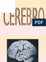 O Processo Cerebral e A Publicidade e Propaganda