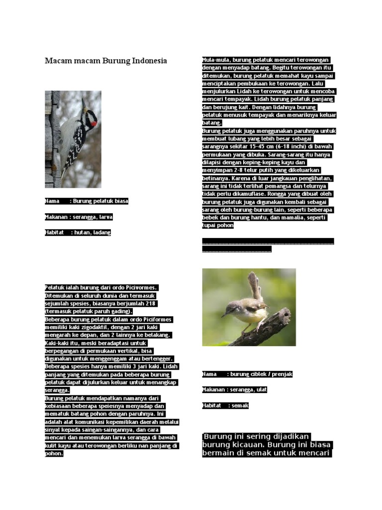 Macam Macam Burung Indonesia