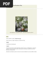 Angraecum