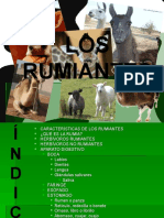 aparato-digestivo-rumiantes-1208675153757785-8.ppt