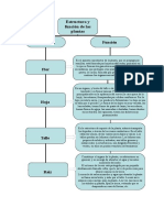 7451819-Estructura-y-Funcion-de-Las-Plantas.doc