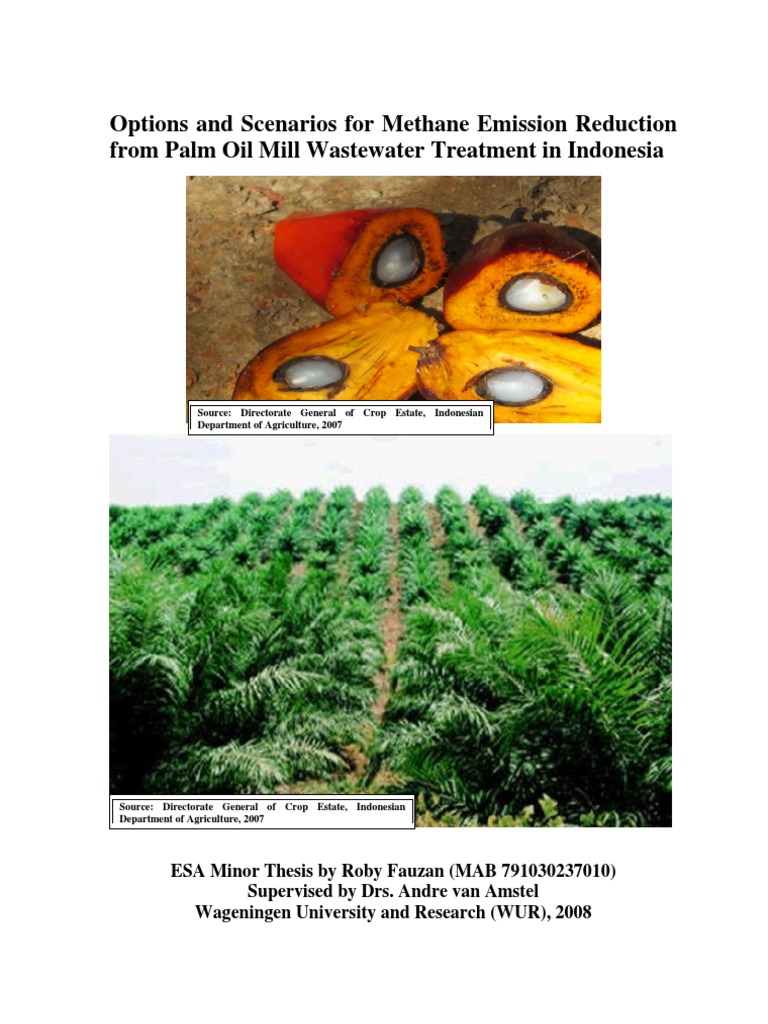 Palm oil dissertation 06 image