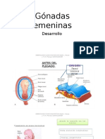 Gónadas Femeninas