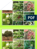 Album Vegetal PDF