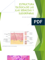 Fisiologia de La Secrecion Sudoral Ecrina y Sebascea e Histolgoia de Glandulas