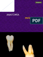 Anatomía Molares