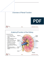 Kidneys Function