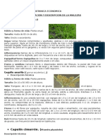 Clasificación de La Malezas